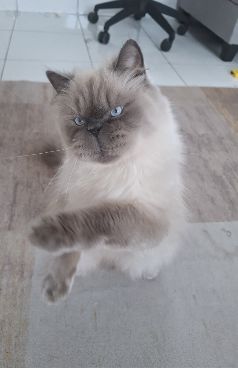 supepeng tweet media