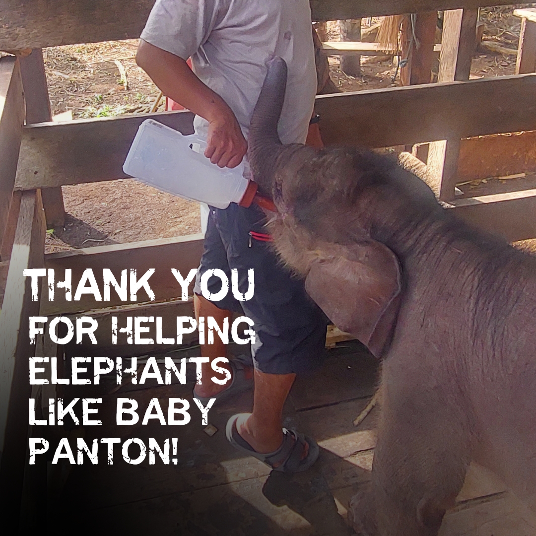 IntElephantProj's tweet image. 🐘 THANK YOU for helping elephants like baby Panton! 🤎 Last month, we shared his story. Thanks to you, he's receiving life-saving care. Your generosity fuels the Wildlife Ambulance, bringing hope to Critically Endangered elephants. 💕
