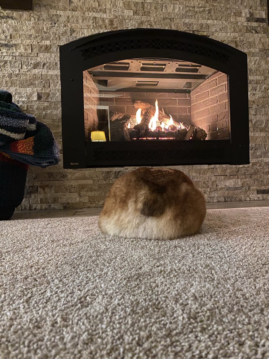 RubyCorgi's tweet image. Toasty. #corgi