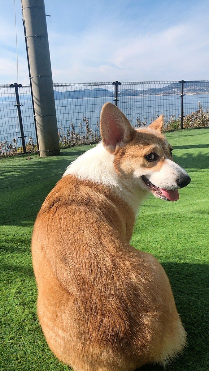 hyt74tkd's tweet photo. #コーギー
#ドッグヒル さん
へそ天もゴロすりもコギプロもコーギースマイルもその他諸々全部見れて幸せだった https://t.co/6aEOt1PfEA