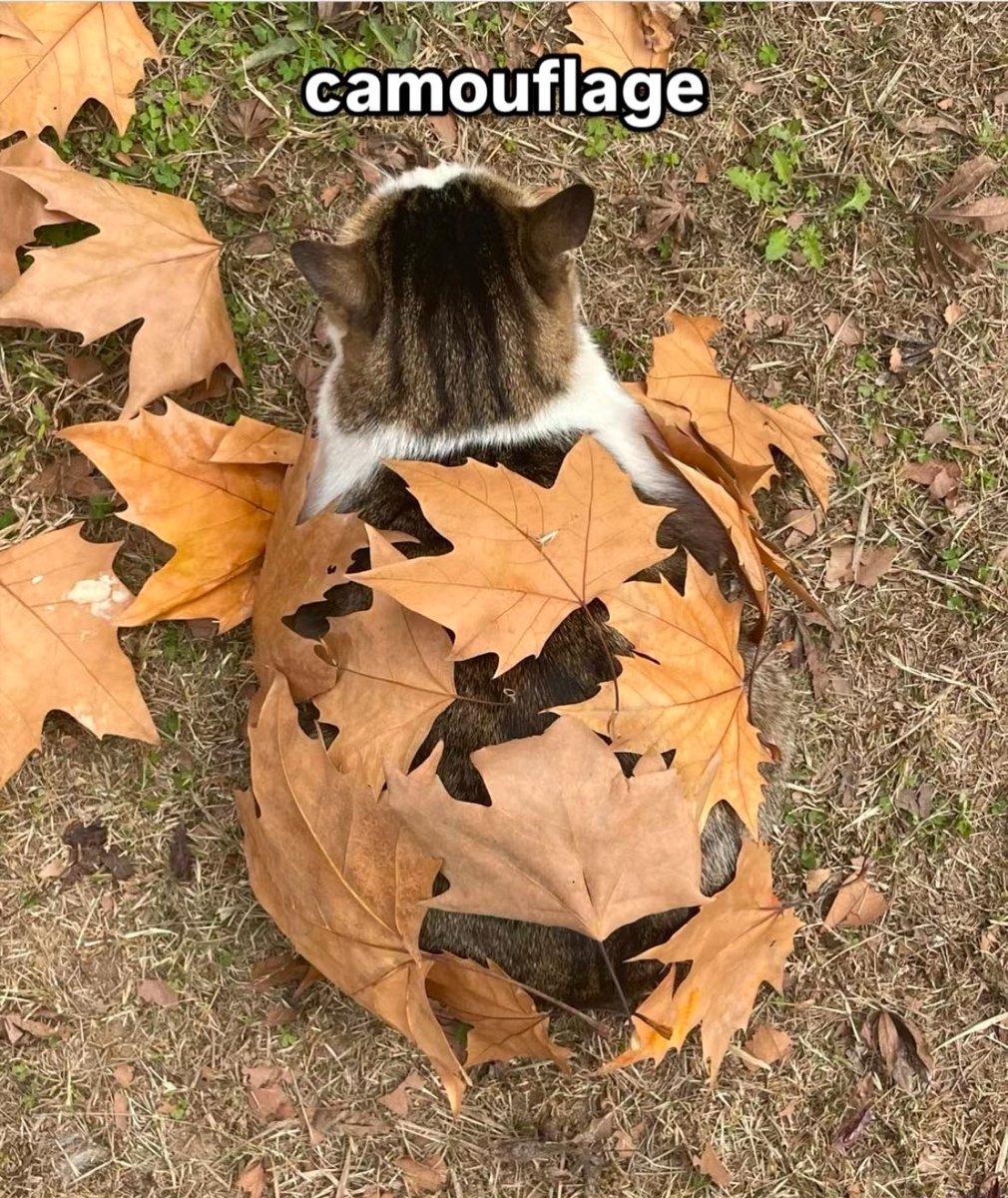 PunchingCat's tweet image. he thinks we can’t see him 💀