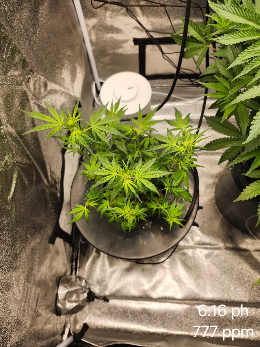 new_grower's tweet photo. Auto has had its problems, caused by me in my first grow, but she is at day 21 in flower. She is only 12" tall. But I have learned alot in this grow. Thank the whole #cannacomunity for yalls help. https://t.co/wfxClBAe18