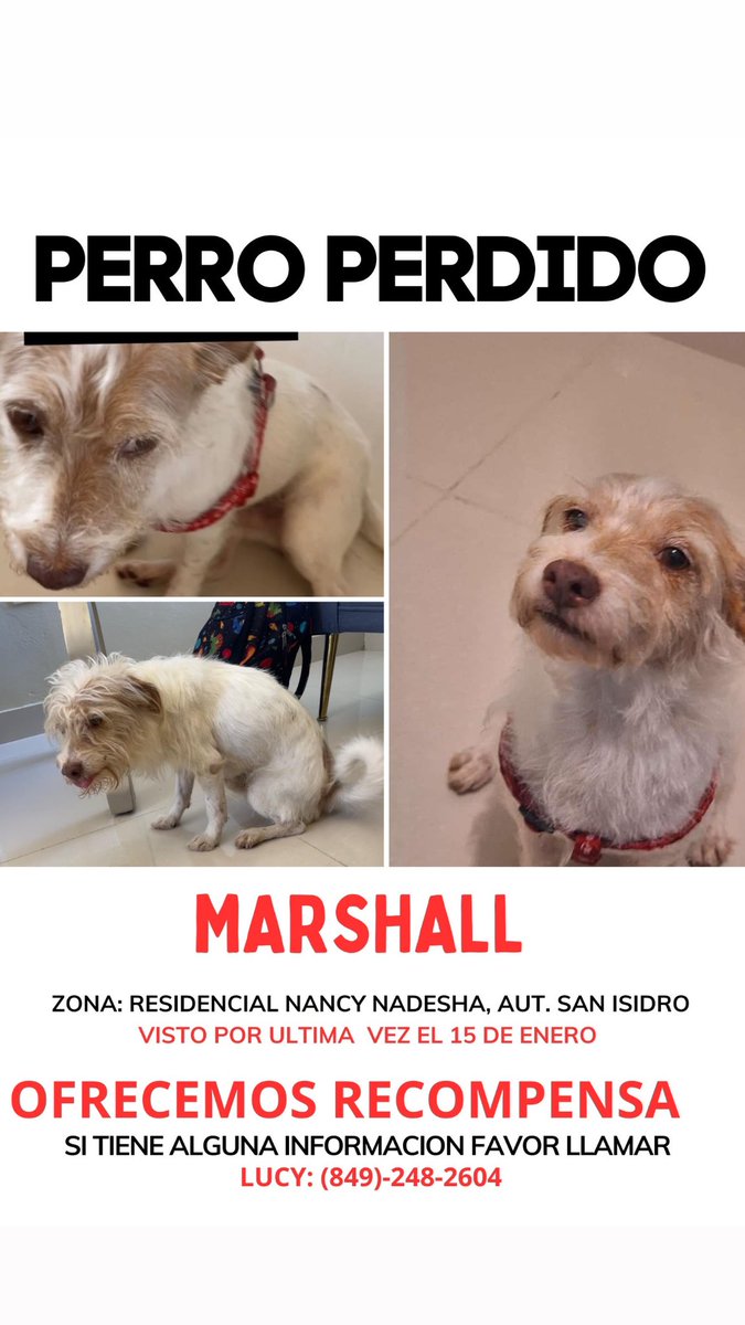 LucilenneArias_'s tweet photo. Se perdió mi perrito , favor compartir https://t.co/Ar5IdYPJR6