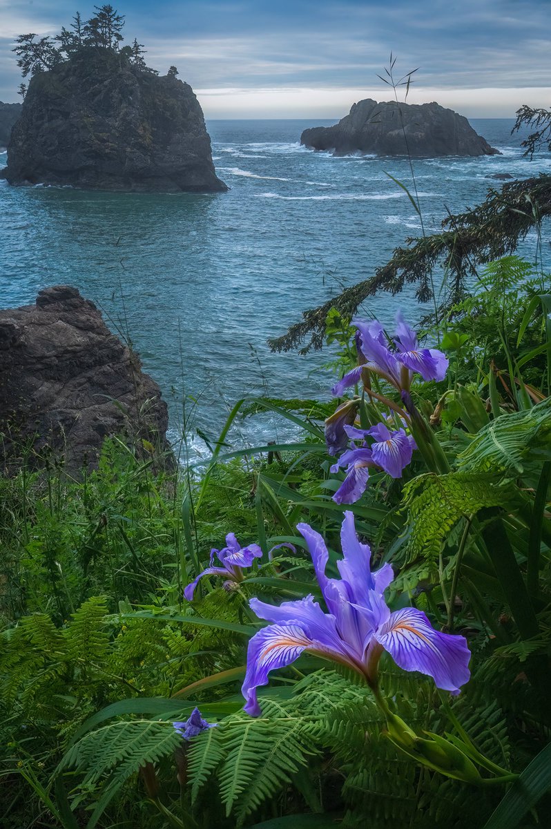 A wild iris on the Oregon Coast. Iris are one of my favorite wildflowers. 
.
#oregon #oregoncoast #wildflowers #photography