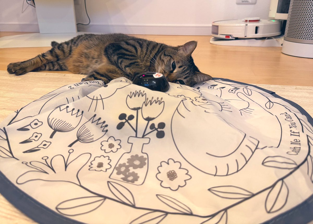 電動ねこじゃらしを身体をはって止めるねこ 