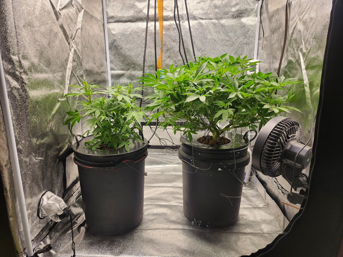 new_grower's tweet photo. Auto has had its problems, caused by me in my first grow, but she is at day 21 in flower. She is only 12" tall. But I have learned alot in this grow. Thank the whole #cannacomunity for yalls help. https://t.co/wfxClBAe18