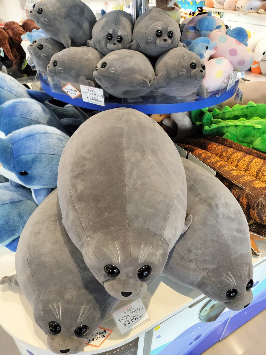 tam_ami's tweet photo. 来たよん
お決まりの定点チェック🦭 https://t.co/5DMLHcX797