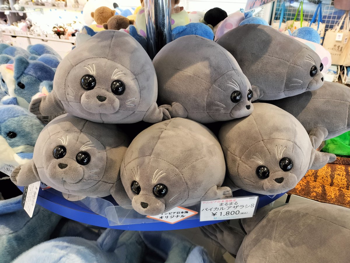 tam_ami's tweet photo. 来たよん
お決まりの定点チェック🦭 https://t.co/5DMLHcX797