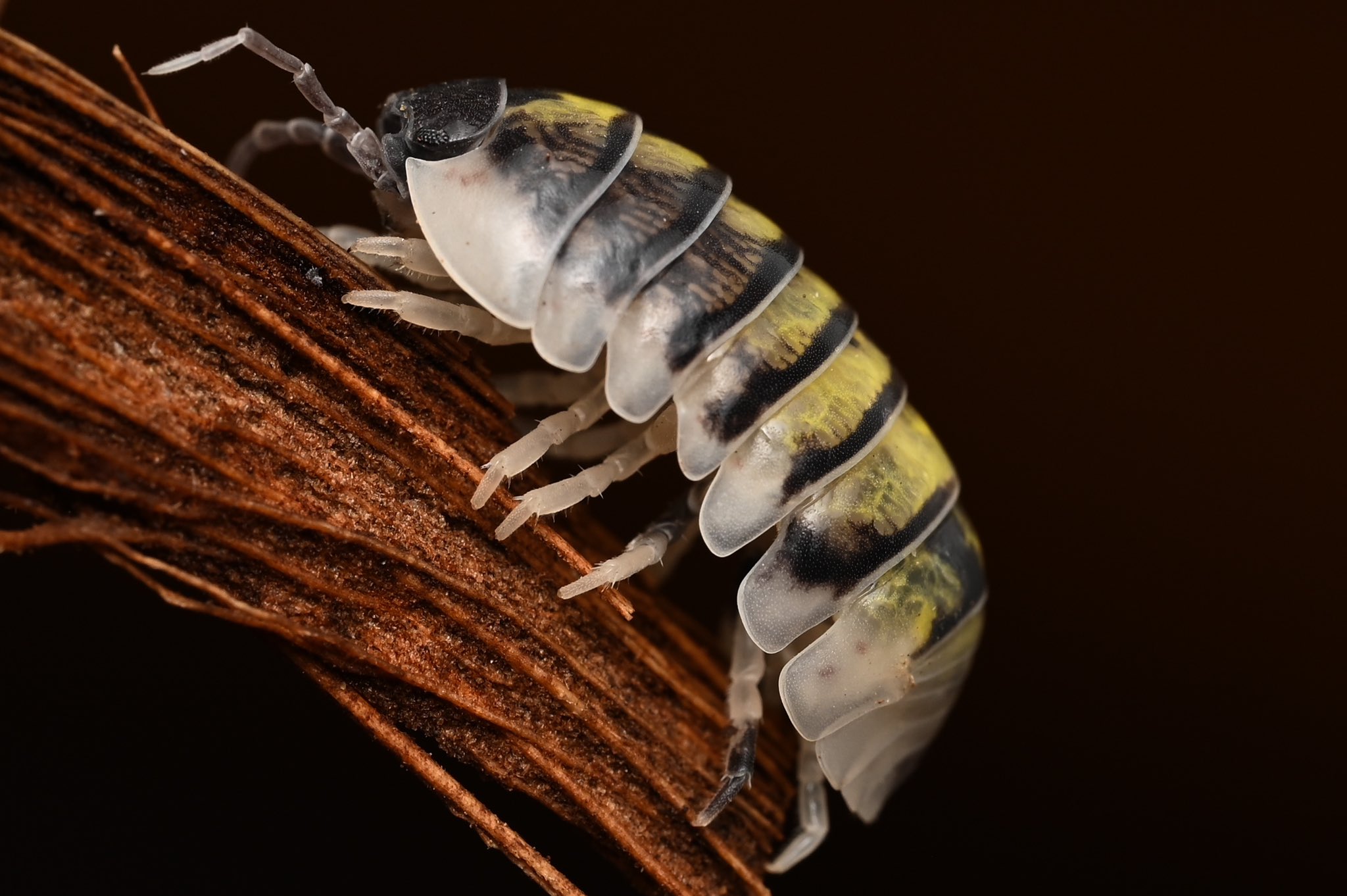 ダンゴムシページ 71d+SdCMKxL._UF350,350_QL50_.jpg