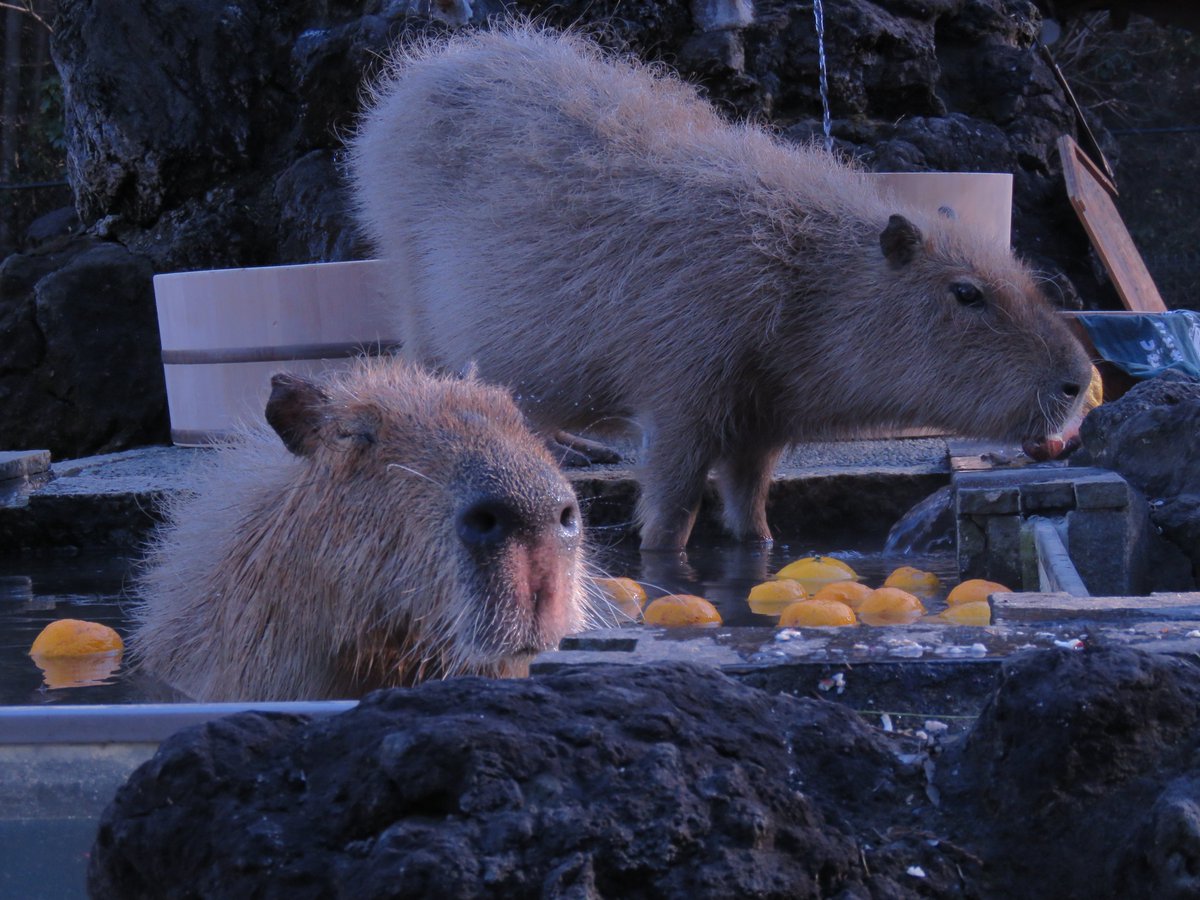 capybarabath's tweet image. 【埼玉】
昨日はいしかわ動物園さんからいただいたハッサクと五郎島金時で特産風呂を開催しました!
お芋とハッサクに囲まれてご満悦のヘチマ。
心音はお風呂よりお芋に夢中…♪
素敵なプレゼントをありがとうございました!
#カピバラ
#カピバラ温泉
#特産風呂
#カピバラ長風呂対決
