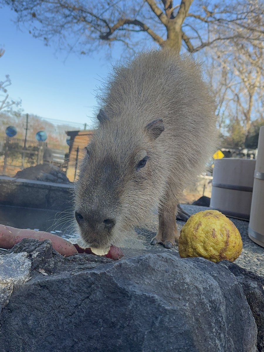 capybarabath's tweet image. 【埼玉】
昨日はいしかわ動物園さんからいただいたハッサクと五郎島金時で特産風呂を開催しました!
お芋とハッサクに囲まれてご満悦のヘチマ。
心音はお風呂よりお芋に夢中…♪
素敵なプレゼントをありがとうございました!
#カピバラ
#カピバラ温泉
#特産風呂
#カピバラ長風呂対決