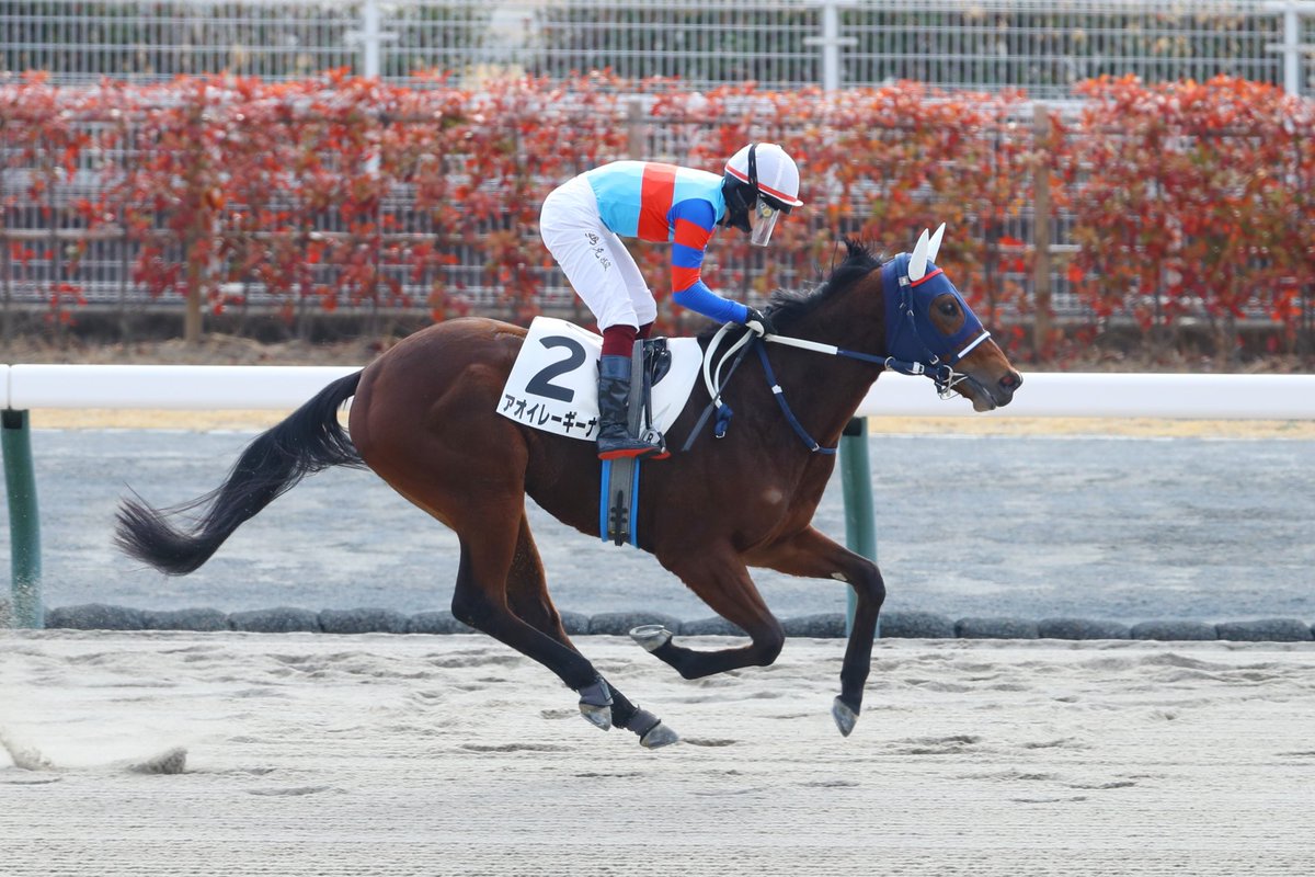 JRA-VAN公式 on X: JRA-VAN公式 on X:
