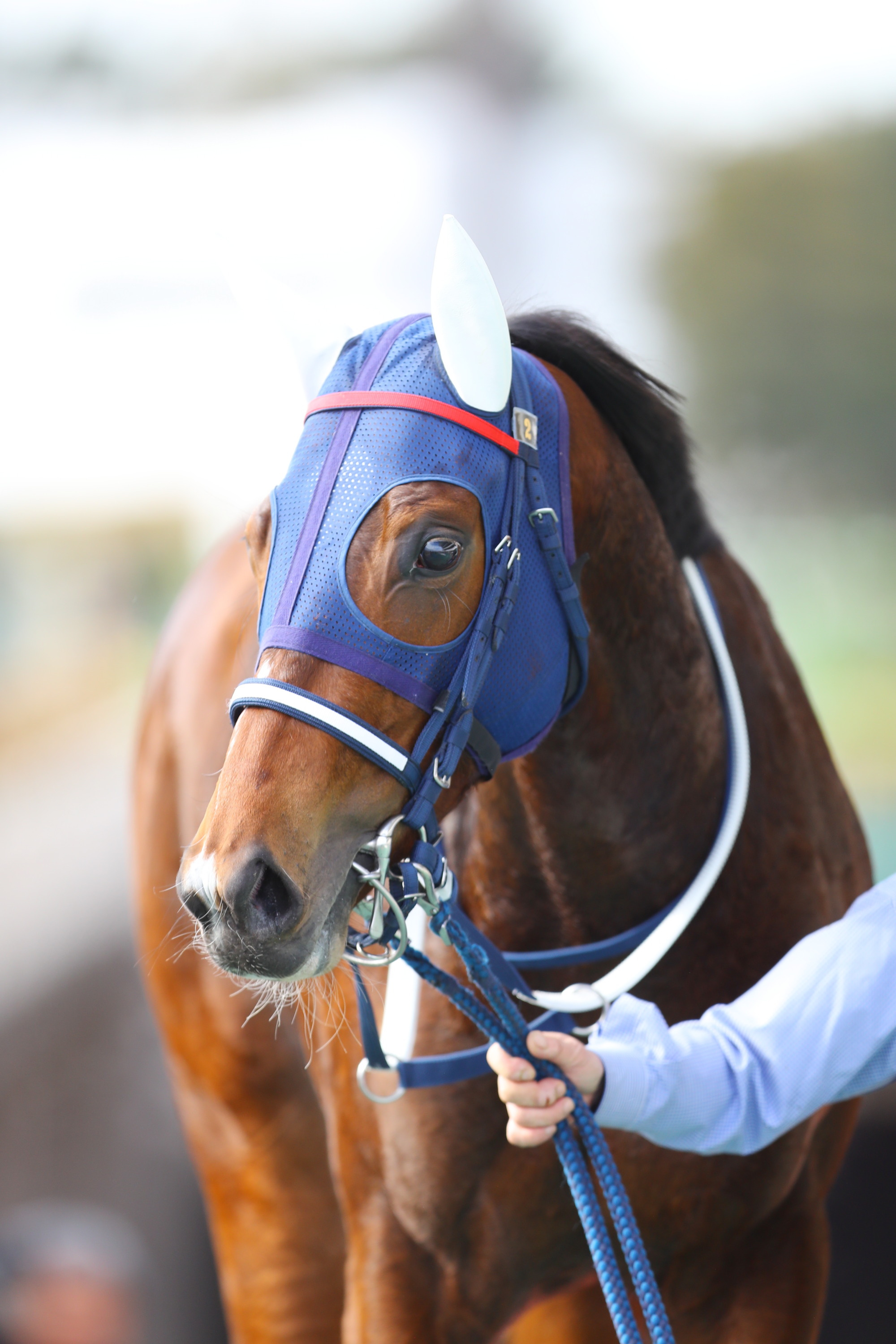 JRA-VAN公式 on X: JRA-VAN公式 on X: