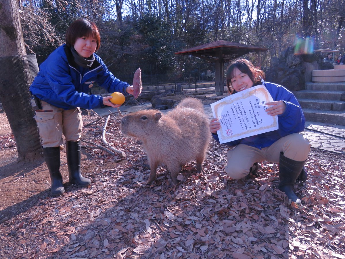 capybarabath's tweet image. 【埼玉】
先日の長風呂対決の賞状との記念写真★
賞状に興味津々の心音と野次馬に来たヘチマ。
今年はポカポカ陽気でお風呂よりお昼寝気分になってしまい4位でしたが、来年こそは…!
#カピバラ
#カピバラ温泉
#カピバラ長風呂対決
#心音おつかれさま!
