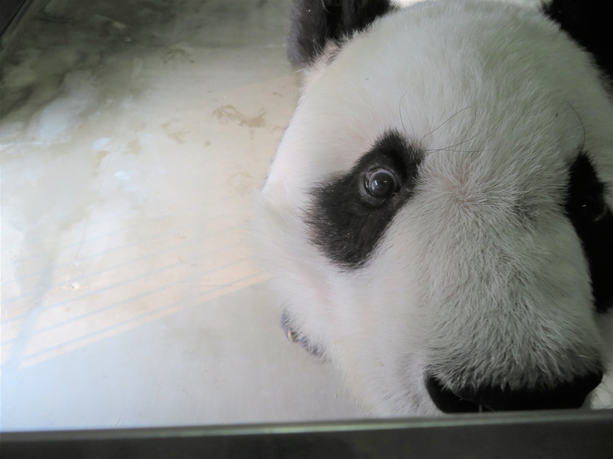 たんたんさん。ご確認お願いします♡ 神戸市立王子動物園（公式） on X: 