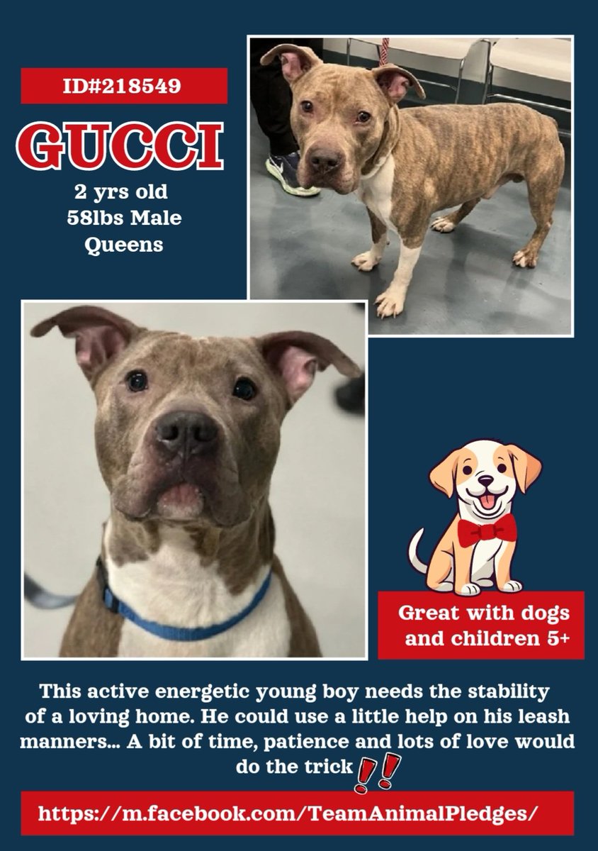 EASpenser's tweet image. 💖GUCCI, age 2 #PerfectForOlderKidFamily
What a sweet face!
Perfect age: not manic puppy, not geriatric
Lived w/kids &amp;amp; dogs
Likely misses his job as 4Legged family member
Needs #MannersTraining refresher &amp;amp; #LotsOfExercise
nycacc.app/#/browse/218549
#Adopt #Foster #Pledge4Rescue