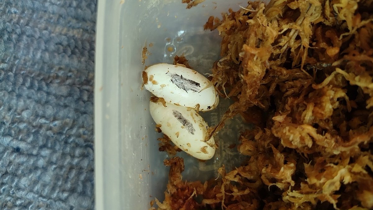 いやいやいや 参ったな～😅
完全にくっついてんじゃねーか😅