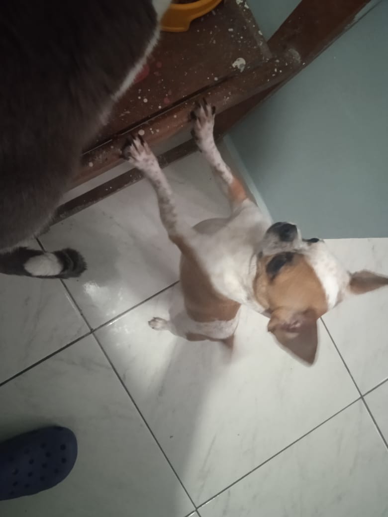 elgatoalien8's tweet photo. @welchelas mi gato Alu y mi chiwawa Chester a el le encanta acosar a mi gato cada que puede XD https://t.co/j3wKc1u2fO