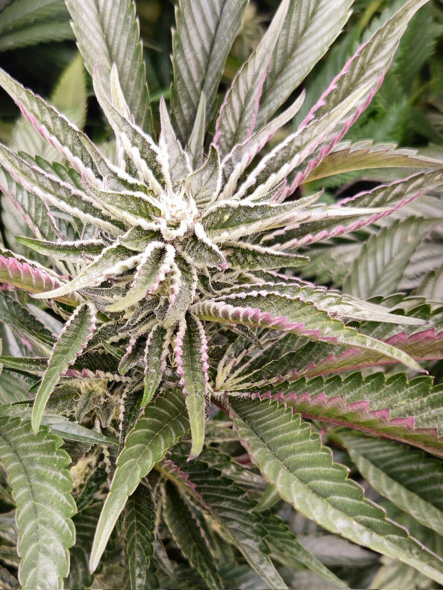 JamesHolleran22's tweet photo. Apple Banana Marker (Apple Banana Suga x Permanent Maker) day 31 of flower. This girl has a dense layer of Trichomes already. I can't wait too see what she does over the next 5 to 6 weeks. https://t.co/NqYhqCKvIA