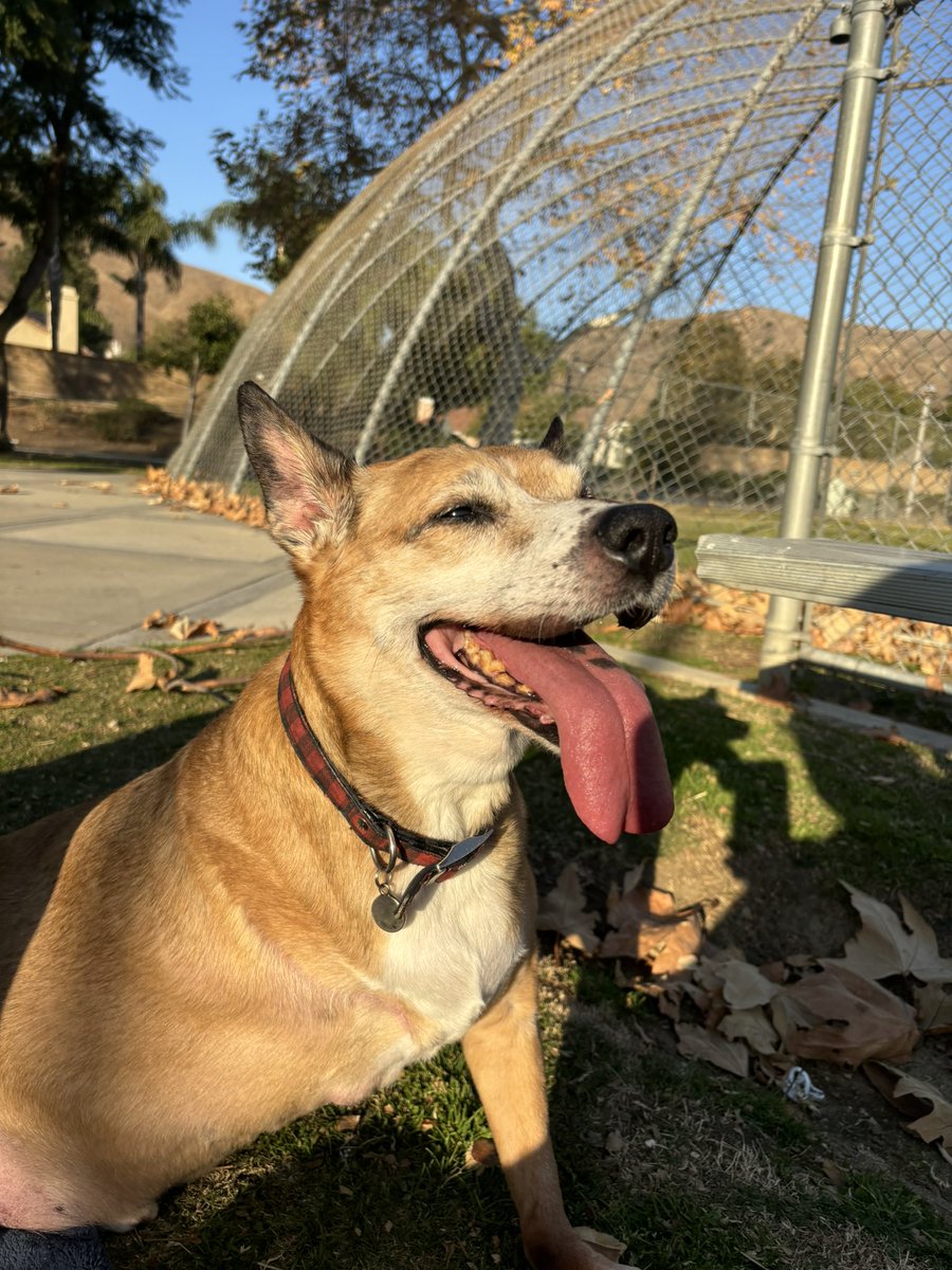 Goodbye Bailey ❤️ I’ll miss you forever.