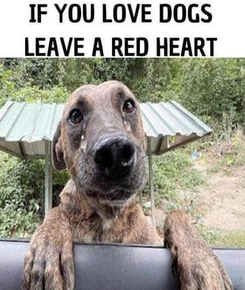 Beyond The Leash tweet media