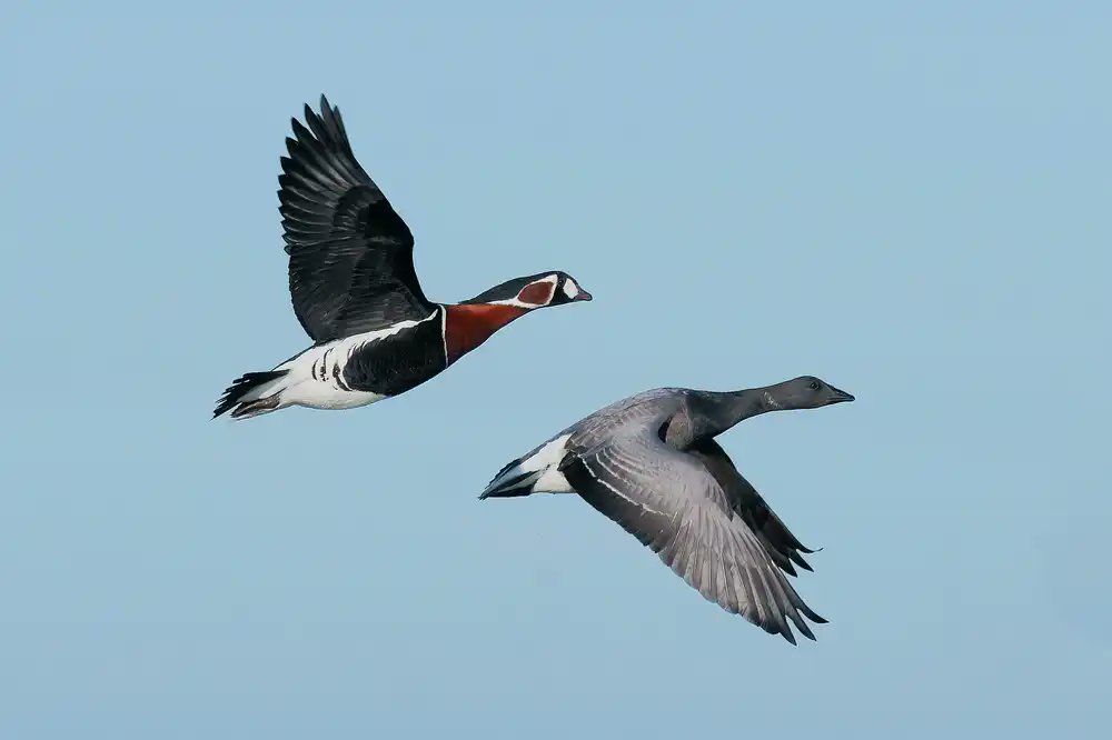 Courrier des Balkans tweet media