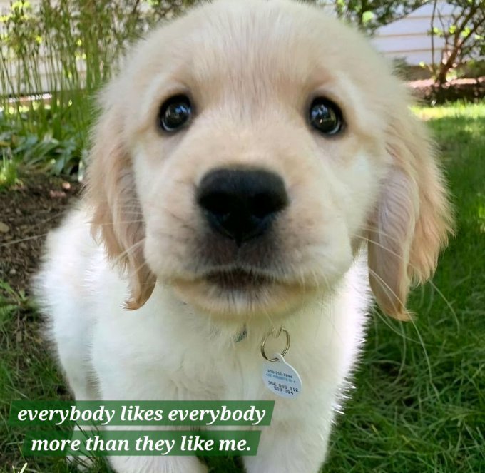 caninepoetry tweet media