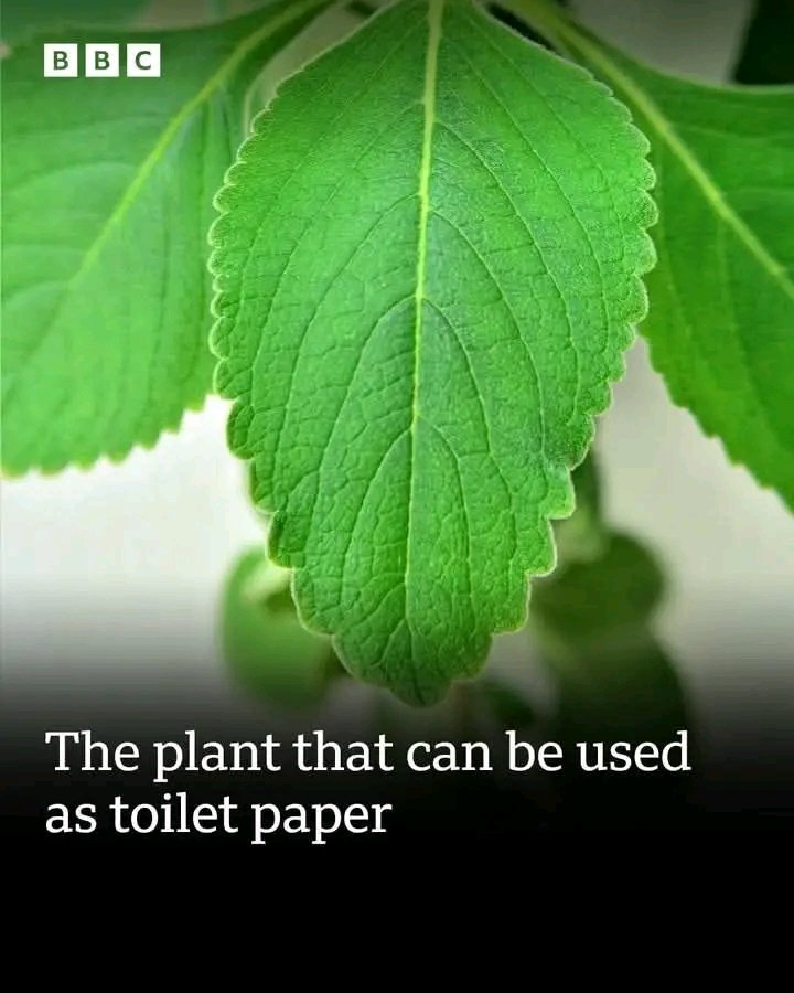 We grow up using this plant as toilet paper ###village life in africa