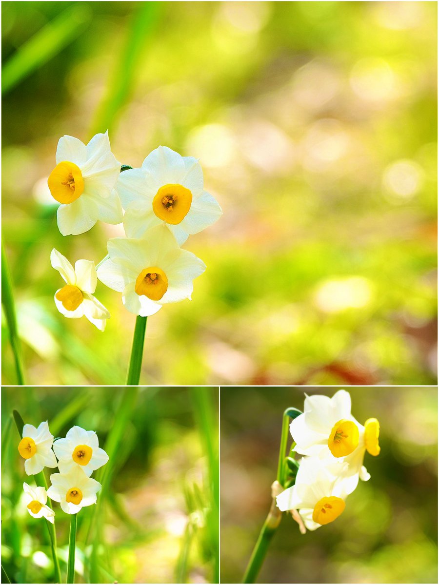 ɢ०ᵒᒄ ʍᵒ~ʳᐢⁱᐢᵍ･*:⋆゜
おはこんにちは👒*･

𖡼.𖤣𖥧𖡼.𓇥 ֒𖡼.𖤣𖥧

ｽｲｾﾝ𓂂𓏲𓆸܀

水辺に映る  
その儚い
美しさは  
季節の移ろいを  
静かに語る❁⃘*.ﾟ

花言葉
「尊敬」
🌸🍃ꔛꕤ

ღ Haνҽ ª ɢ♡♡Ð ɗaγ ღ٭:.*ஐೄ🌿✨☕♡𖧷𓍯 𓈒𓂂