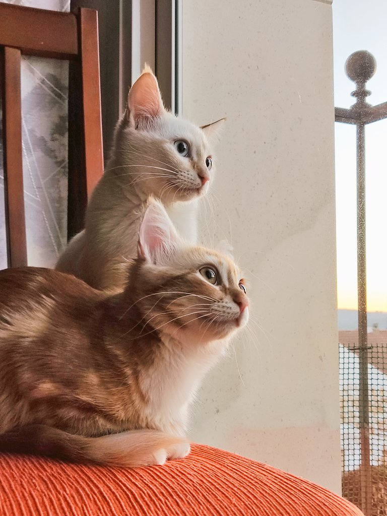 Jomagaher's tweet photo. Miradlas qué creciditas están ❤️ https://t.co/zY5Mn7rj6v