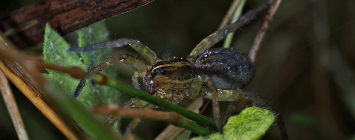 BugzRCool's tweet image. A wolf spider.
