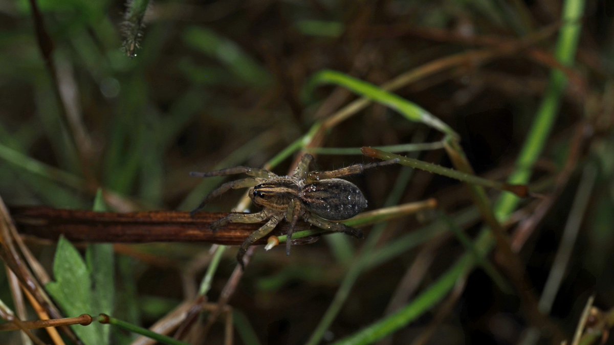 BugzRCool's tweet image. A wolf spider.