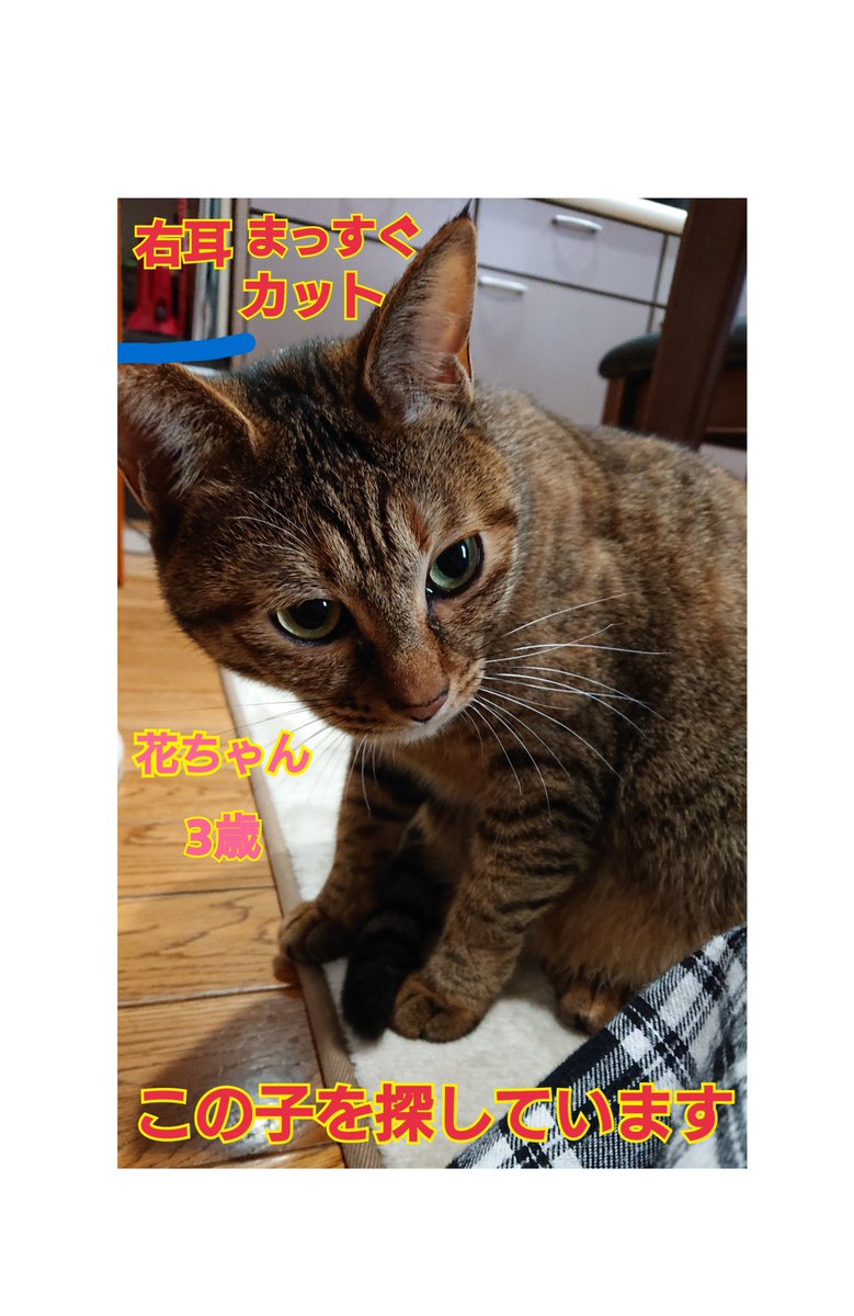 猫を探しています。麦わら猫または、茶系のキジトラ。2024年横浜市金沢区富岡東の自宅から外に出てしまい行方不明のままです。尻尾がすごく長くて縞々模様です。拡散のご協力ありがとうございます。
#猫を探しています 
#拡散希望 
#リポストお願いします 
#横浜市金沢区