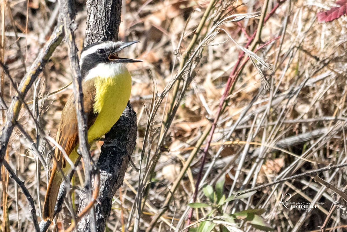 AWhisperInTime's tweet photo. Great Kiskadee https://t.co/N13uAJOTZK