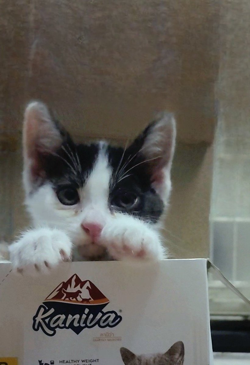 thirabitt's tweet photo. ฝาก RT หน่อยค่าาา~ 🐾🐱
♀️ น้องดำ ตัวเมีย
♂️ น้องขาวดำ ตัวผู้

ขอคนพร้อมรับน้องไปดูแล ทักมาได้เลยนะคะ เราไปส่งให้ถึงบ้านใหม่ค่ะ 

#หาบ้านให้แมว 
#หาบ้านให้ลูกแมว 
#แมวหาบ้าน 
#ทาสแมว https://t.co/9qX8mbRutO