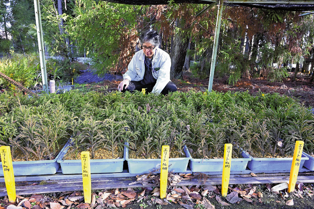 【期待】突然変異で無花粉になったスギ、挿し木で大量生産する計画 神奈川・厚木市
news.livedoor.com/article/detail…

挿し木は、親と遺伝的に同一なクローンになり、無花粉の性質に加え、ほかの特徴も引き継ぐ。10年ほどかけ、挿し木を2世代繰り返し、エリート無花粉スギのクローンを数千本に増やすという。