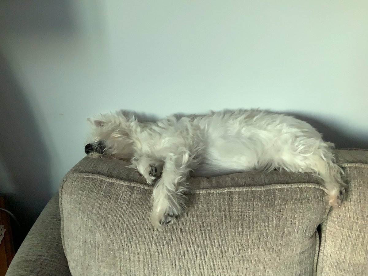 BenjiCDNwestie's tweet photo. -25C outside going to 30 so Iβm just relaxen inside this evenen > Cdn Corp Benji #ZSHW @ZombieSquadHQ @Angie_baby_25 @snoopysue71 @CindieM95386652 https://t.co/GkPumkSwTn