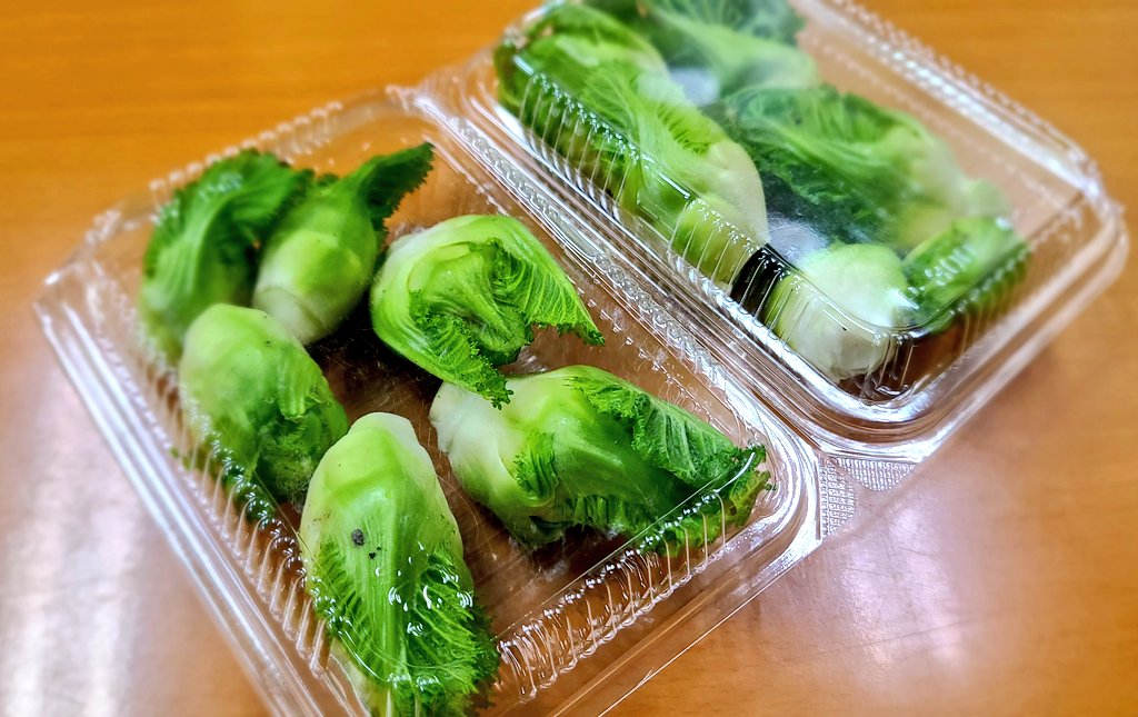 UltraAnne_'s tweet photo. #ならどっとFM 
「安田善紀のちなみに今日は日曜日」
13:00～生放送🎤⚡

テーマは、
・カラオケのレパートリー🎙️
・好きな鍋料理🍲

📻️FM 78.4MHz
📱ならどっとFM https://t.co/qMtj0leGRz 

#ちなみに 
#安田喜紀
春野菜シーズン キタコレーーー！！！
祝蕾だぞーーー！！！！٩( ᐛ ) https://t.co/r5g8rBkXjg