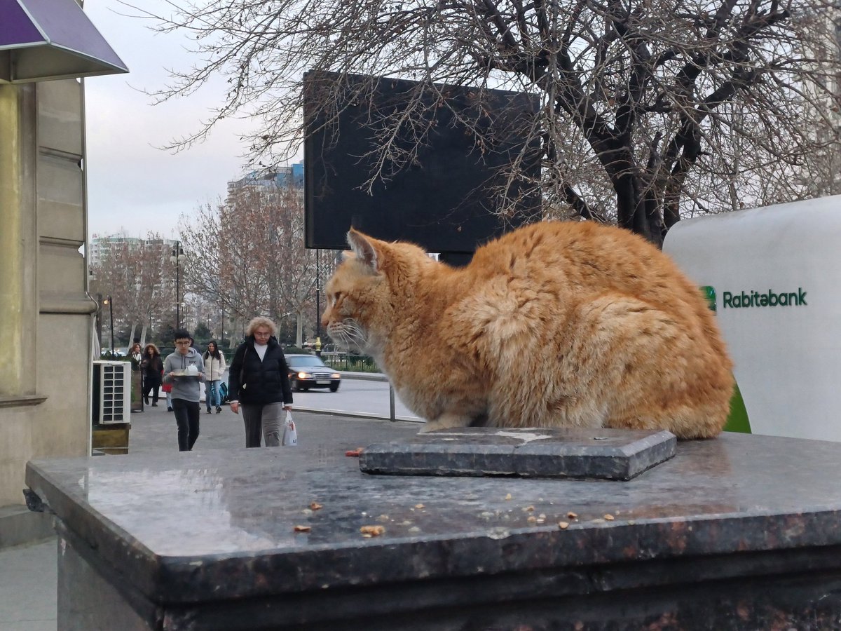 AvinashDugar's tweet photo. #Baku, #Azerbaijan on Jan 16, 2025. 

1. A Fruit, yet to find out the name.
2. The City which loves Cats.
3. Coffee shop in a Car.
4. #NizamiStreet, a must visit. https://t.co/Ww2fqBmQSF