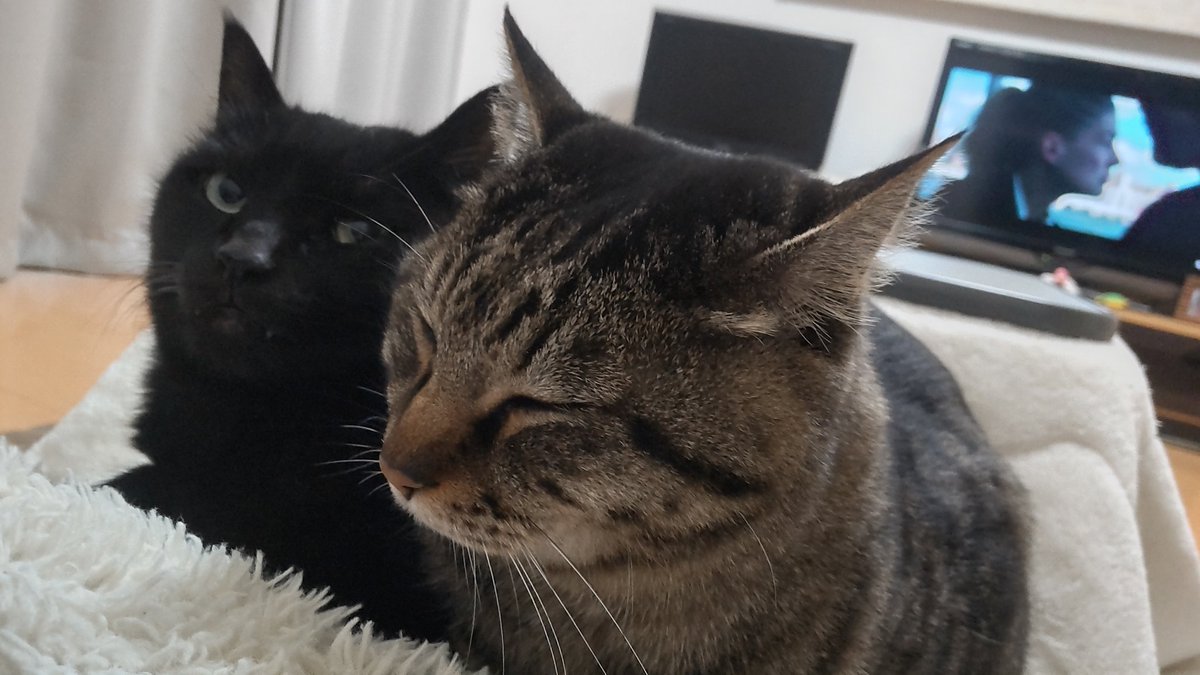 同時に上に乗られたら重いわ～🐱嬉しいけども⤴️