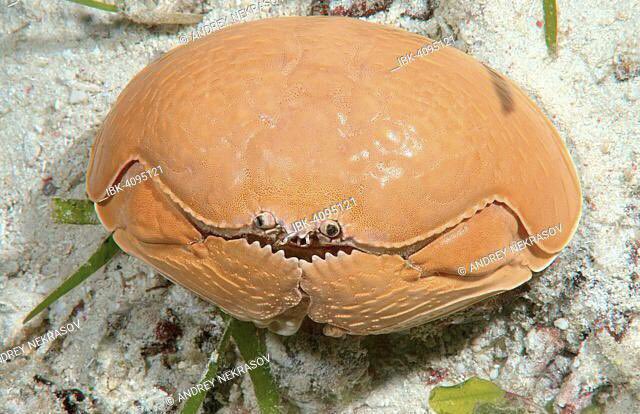 MonsterFangss's tweet image. This is what peak crab performance looks like