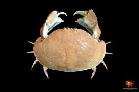 MonsterFangss's tweet image. This is what peak crab performance looks like
