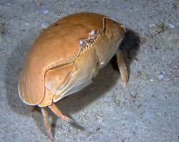 MonsterFangss's tweet image. This is what peak crab performance looks like