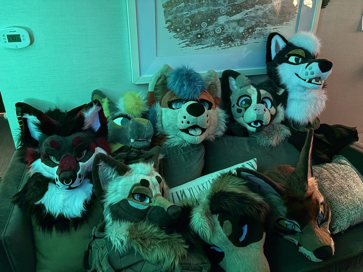 Couch creatures 🐺😸
#ANE #anthronewengland