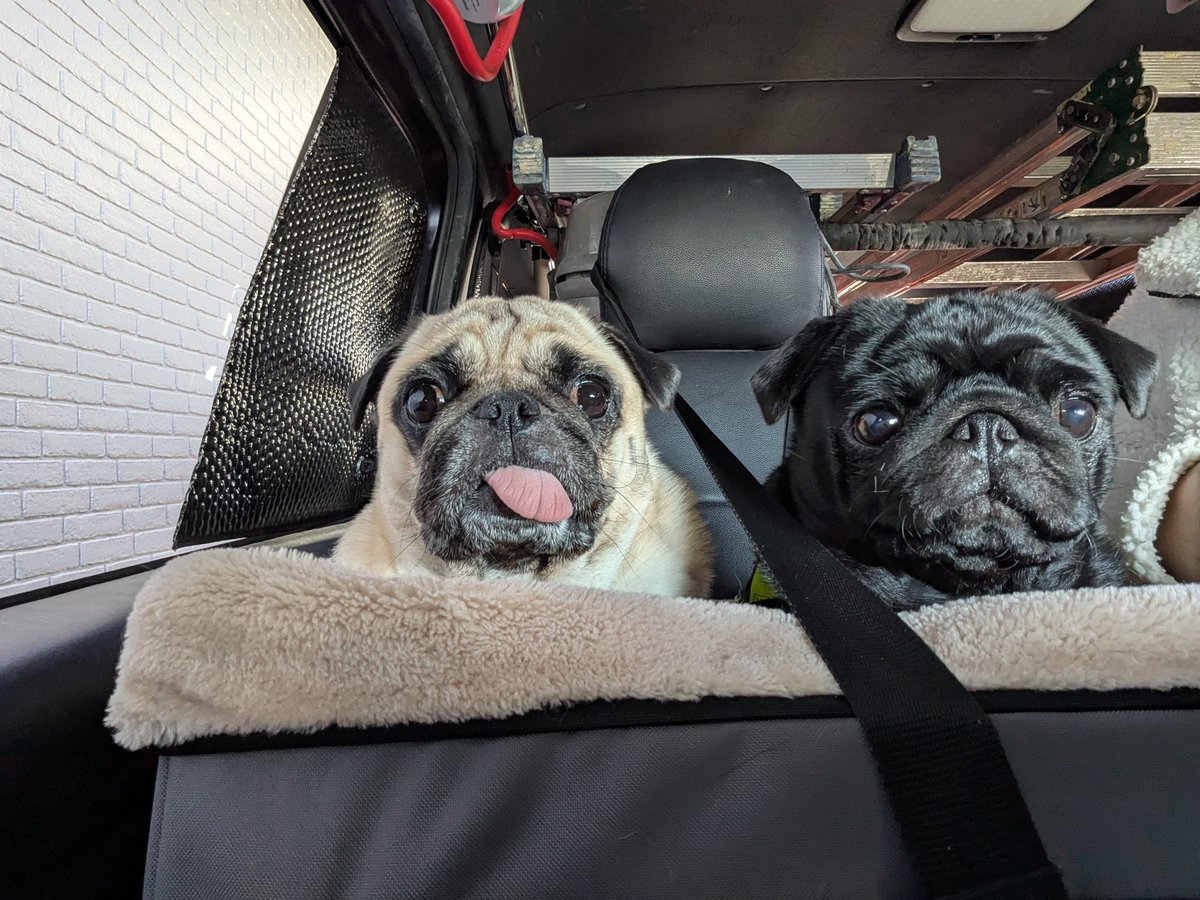 Tomochi99736397's tweet photo. 車に乗ってお出掛けです🐶🚗³₃並んで座って、並んで寝ます♡
 #パグ  #パグ多頭飼い https://t.co/dHxTWzff4l