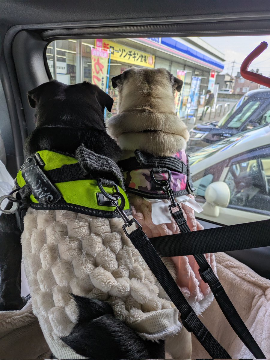 Tomochi99736397's tweet photo. 車に乗ってお出掛けです🐶🚗³₃並んで座って、並んで寝ます♡
 #パグ  #パグ多頭飼い https://t.co/dHxTWzff4l