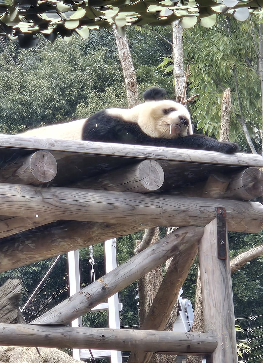 urarisa06's tweet photo. 初めて生の🐼見たんだけど
寝てた(笑)
 #上野動物園 
 #パンダ https://t.co/8FrBhkVIet
