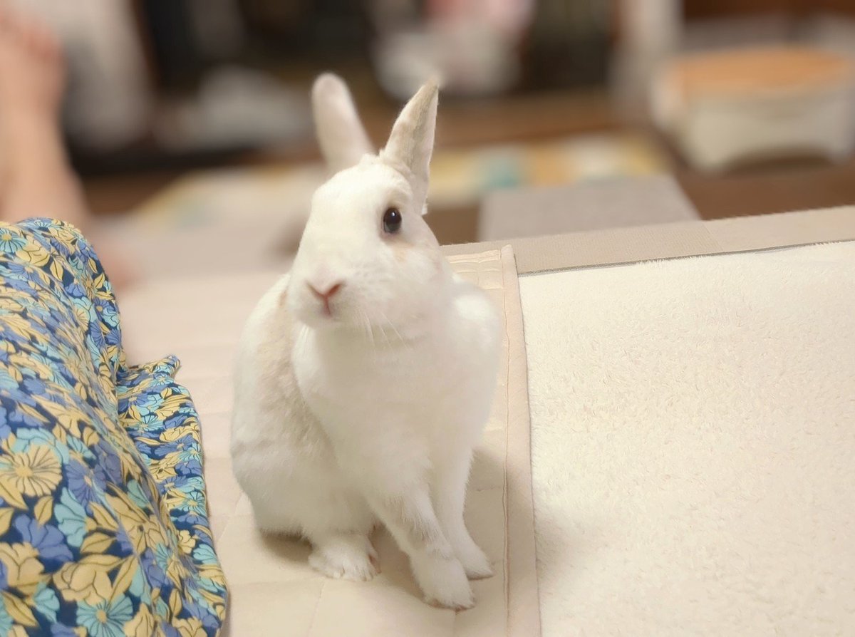 30____nkik's tweet photo. ご報告がとっても遅くなりましたが
我が家でお預かりしていたきみちゃんは里親さんが見つかりお嫁に行きました🫶今は新しく「きなこちゃん」というお名前を貰って優しいご家族と過ごしています☺️気にかけて頂きありがとうございました☺️まだまだ家族を探している仲間もいます🐰よろしくお願いします♡ https://t.co/d9X52tK37V