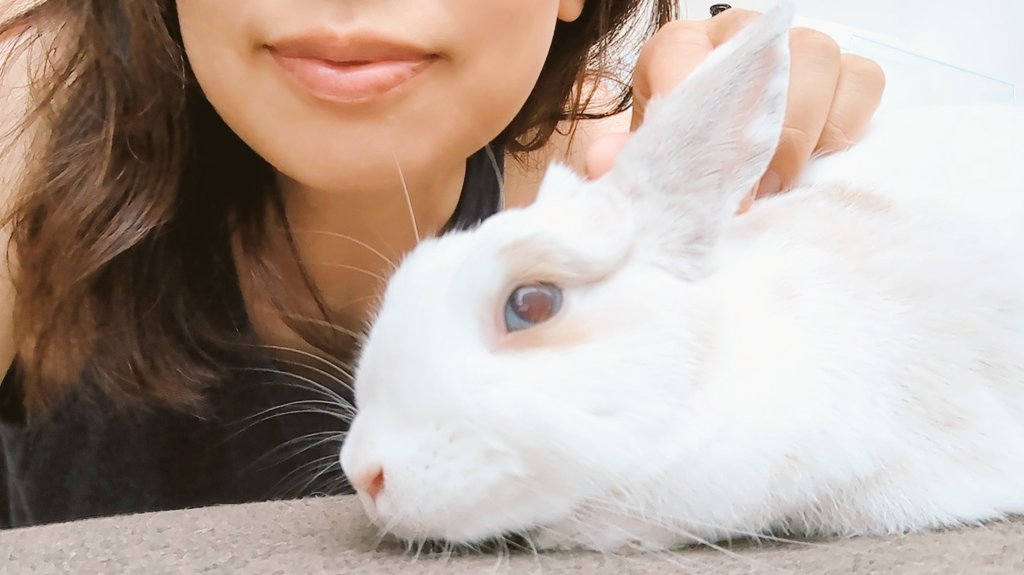 30____nkik's tweet photo. ご報告がとっても遅くなりましたが
我が家でお預かりしていたきみちゃんは里親さんが見つかりお嫁に行きました🫶今は新しく「きなこちゃん」というお名前を貰って優しいご家族と過ごしています☺️気にかけて頂きありがとうございました☺️まだまだ家族を探している仲間もいます🐰よろしくお願いします♡ https://t.co/d9X52tK37V