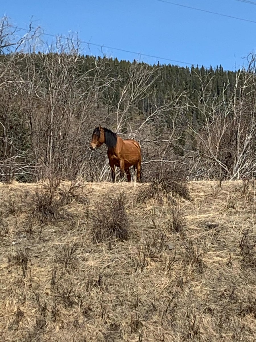 TheWildieWest's tweet photo. Part 2 of our interview with Dr. Claudia Notzke is here! Don't miss the rest of this fascinating conversation and her exclusive story time, wonderfully read to you by Naomi Lucille.🐴✨
🎙Available now on your favorite podcast platform
https://t.co/F0dZF2IxdT
·
·
#thewildiewest https://t.co/ymk6lXIRWa